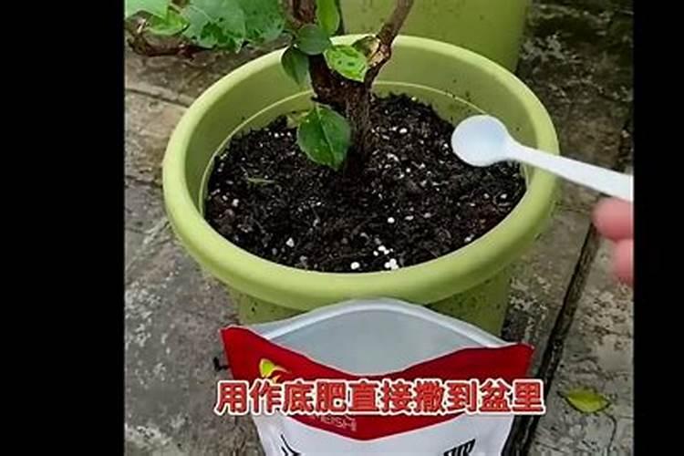 种花买哪些肥料