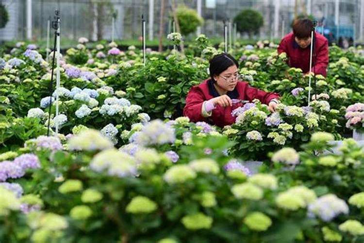 种花常用的肥料有哪些