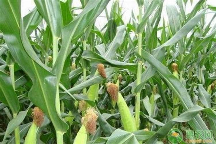 玉米施肥的正确方法