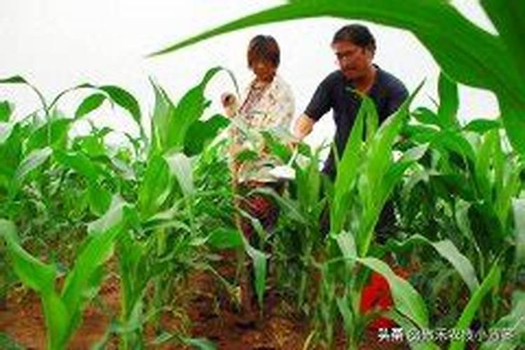 玉米先浇水还是先施肥大喇叭口期