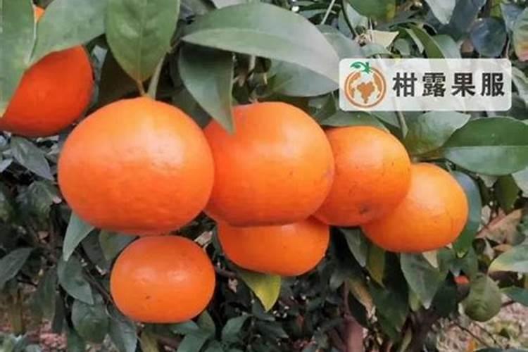 螯合镁肥的正确使用方法