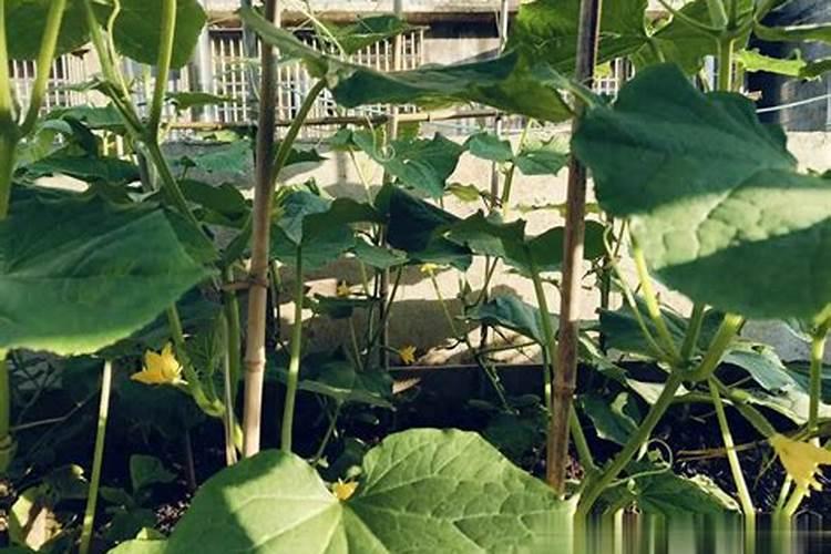 钾肥如何使用在花上