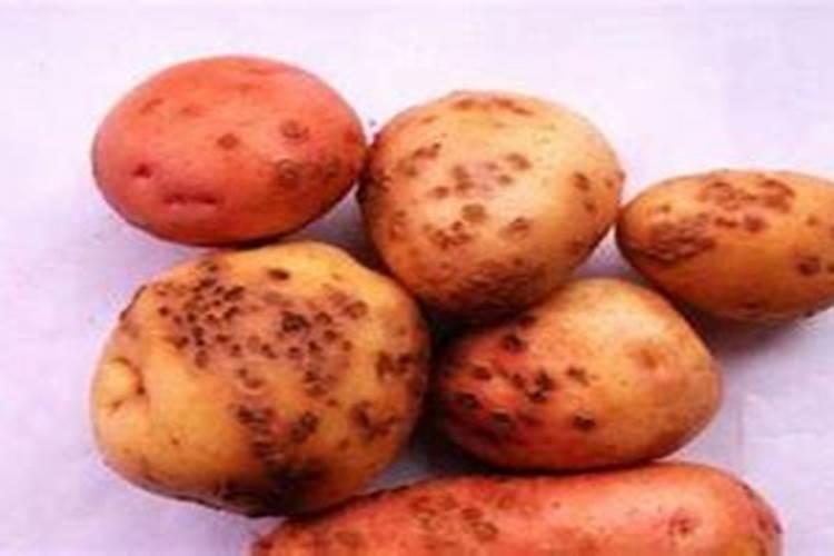 土豆施肥用什么肥料