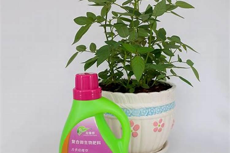 月季花正在开花时可以施肥吗