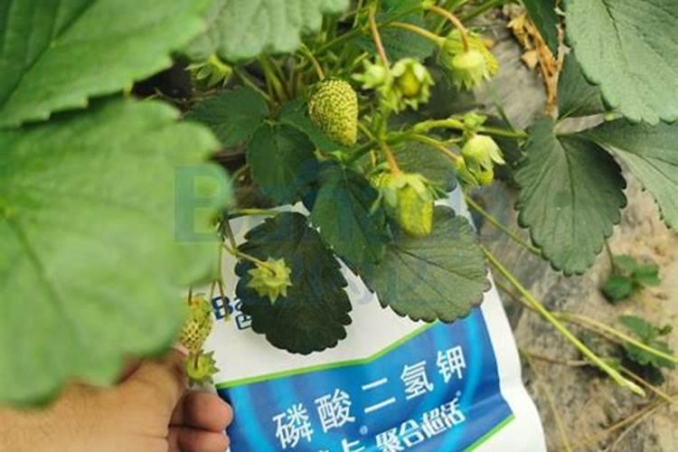 颂田农业 的水溶肥产品适用于哪些作物？