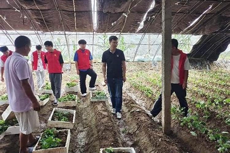 效果好的水溶肥是哪家