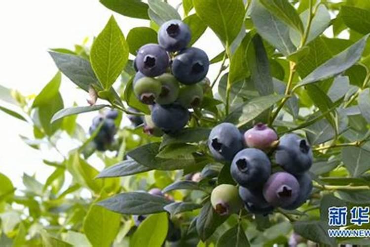 茶花开花时施什么肥？