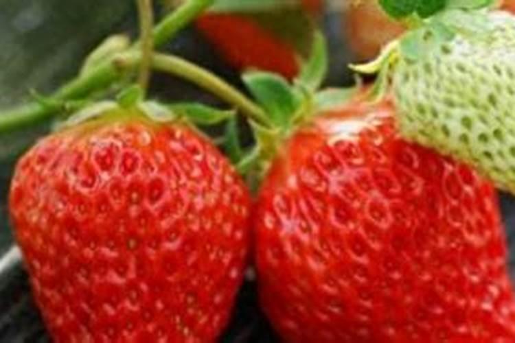 秋白菜用不用摘底叶子？