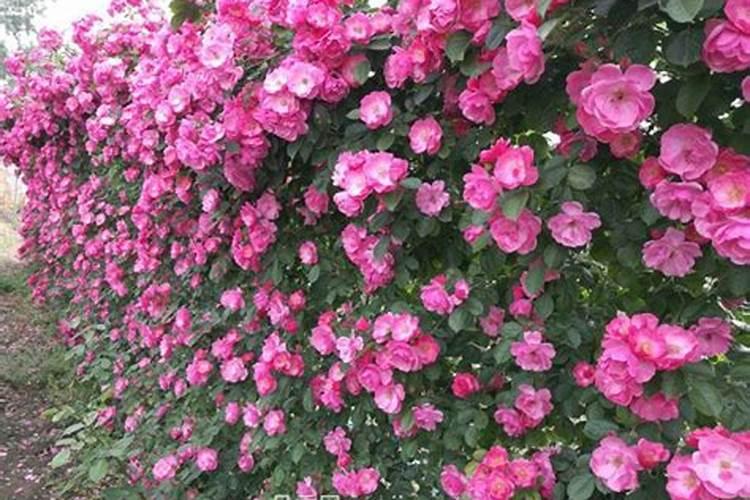 鱼蛋白水溶肥可以浇什么花？