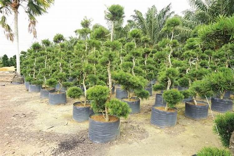 叶面肥什么时候打合适