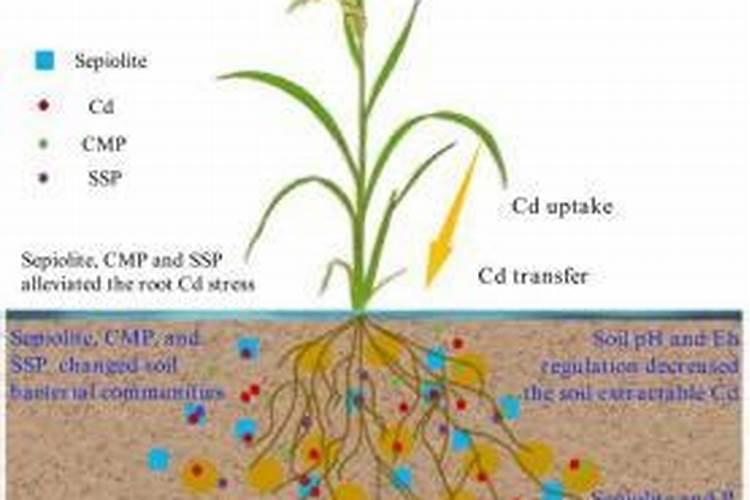 黄士地李子树施哪种农家肥好