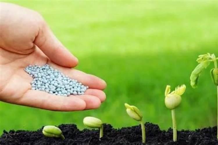 蜜柚如何科学施用钙肥,钙肥对蜜柚的作用