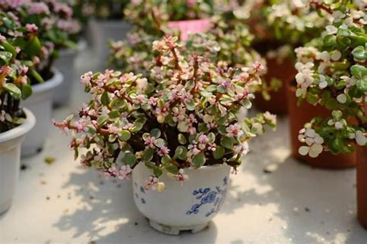 重庆研发的三方软件有哪些品牌