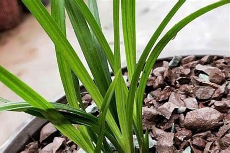 毛驴是什么意思