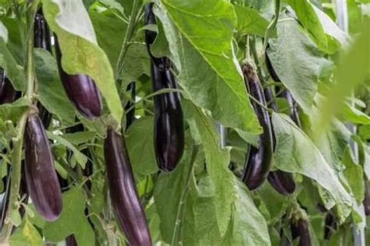 辣椒叶面喷酒芸台素(粉剂)用量