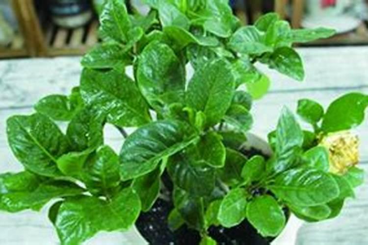 叶面肥三天喷一次可以吗