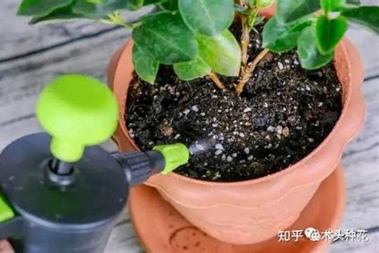 隔三到五天,打一次叶面肥,行吗？