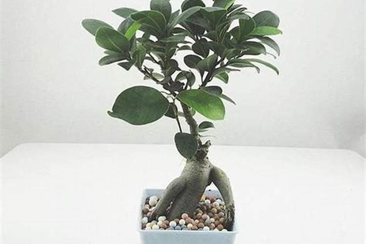 榕树叶子都黄了掉叶怎么回事？