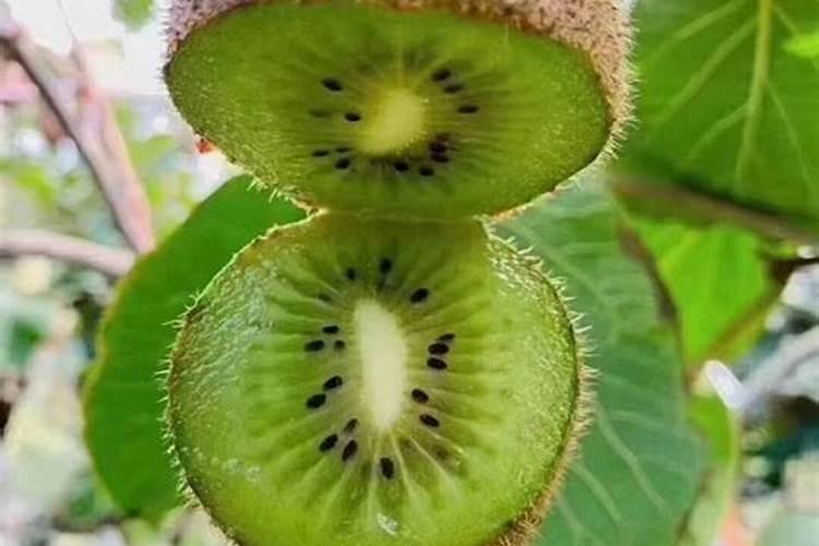 为何猕猴桃种植需要特别补充钾元素？罗布泊钾肥的优势在哪里？