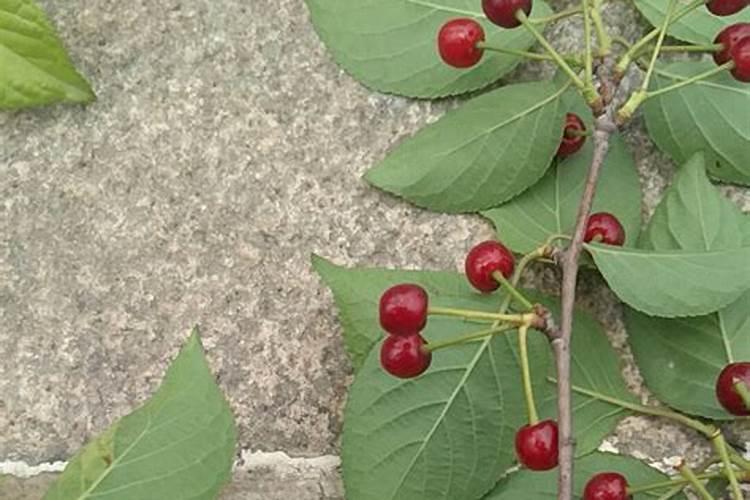 我国特色的樱桃 樱桃施什么肥最大最甜