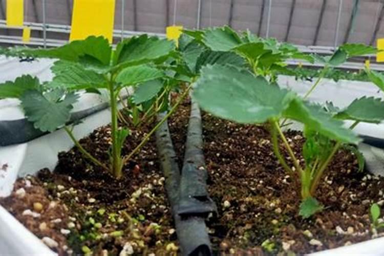 水培草莓的专用肥配方