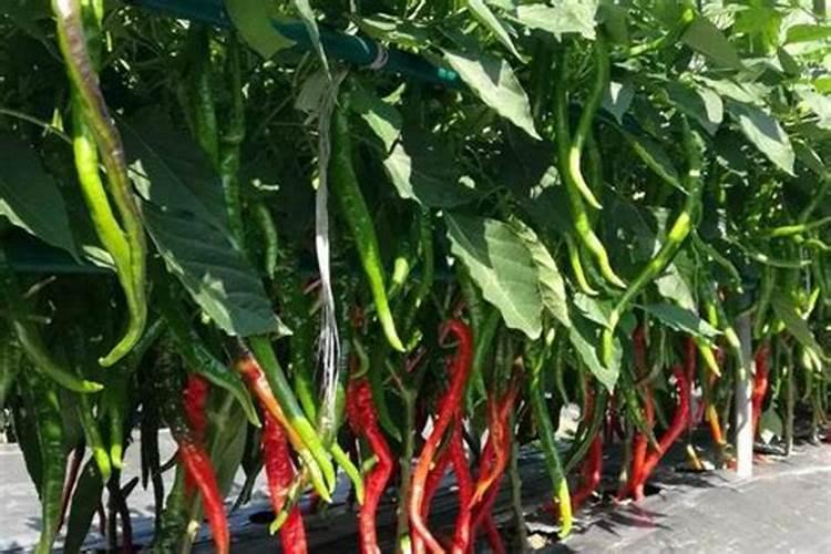 茄子开花结果期怎么施肥和管理