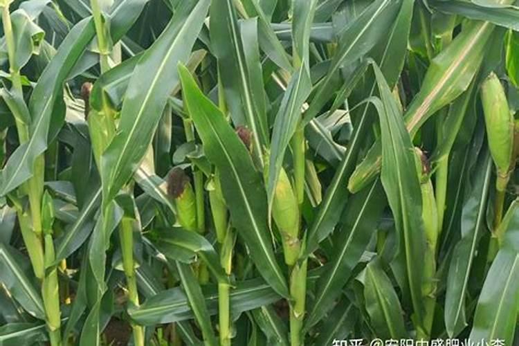 硝基复合肥能不能撒追玉米？