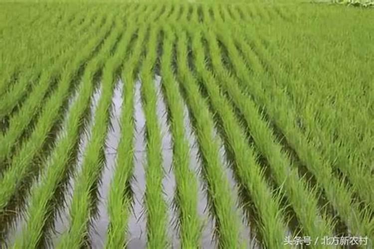 有机肥一亩用多少公斤  40公斤有机肥多少钱