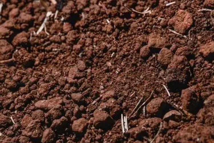 在阳台种菜最好的是用什么肥料