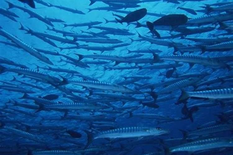 国内氨基酸水溶肥生产厂家有哪些？