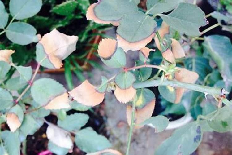 月季花可以用磷酸二氢钾肥吗(盆栽月季施什么肥最好)