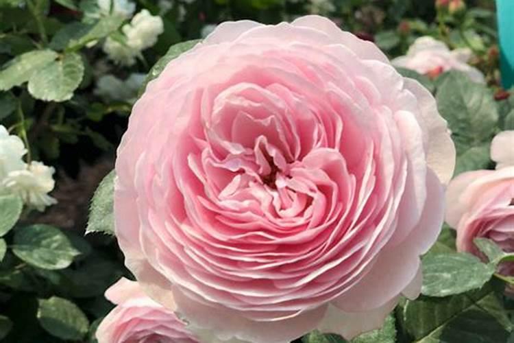 月季施什么肥(两种方案)