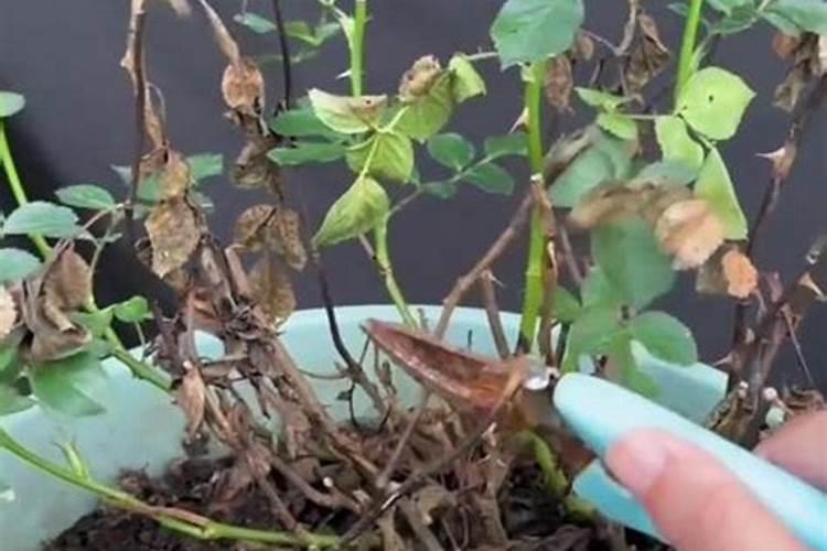 月季花可以用磷酸二氢钾肥吗(盆栽月季施什么肥最好)