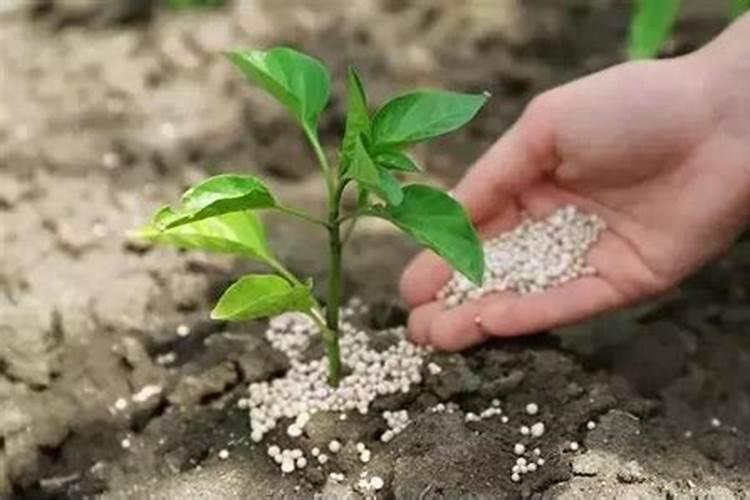 百香果什么时候施肥 种植百香果什么时间施肥最好