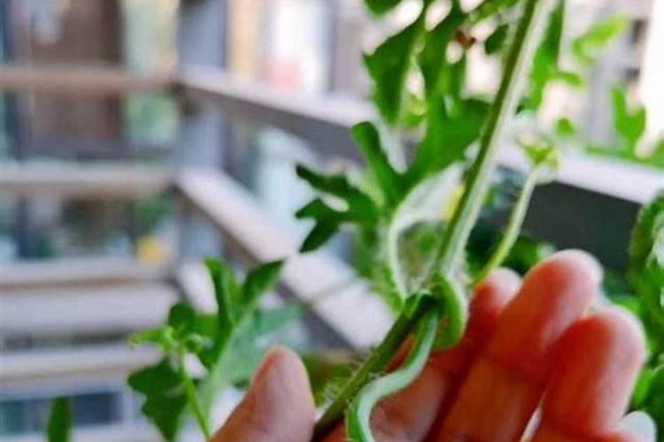 西瓜有四五斤一个了,可以把根部施肥吗？？