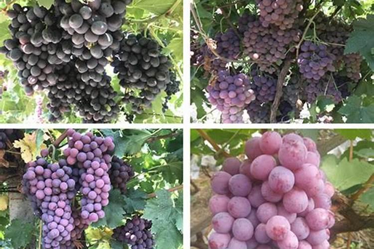 中量元素有哪些,对作物有什么作用,如缺乏有什么症状？