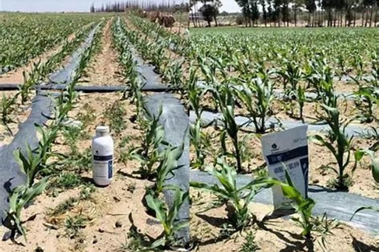 玉米叶面肥和尿素哪个效果好