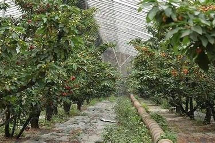 有机肥料可以加营养土吗？