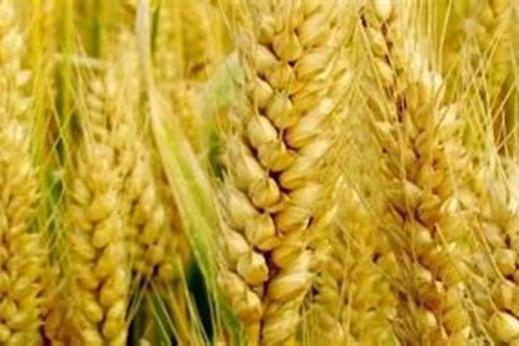 种植小麦哪时候施肥合适小麦什么时候施肥好