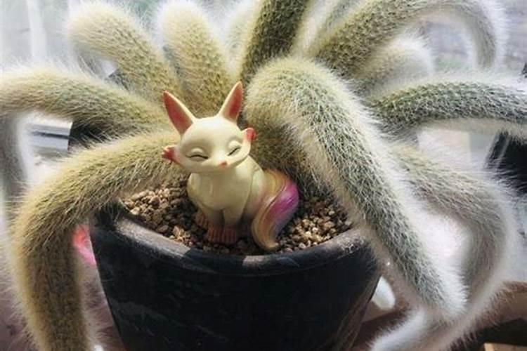 多肉九尾狐有几个品种