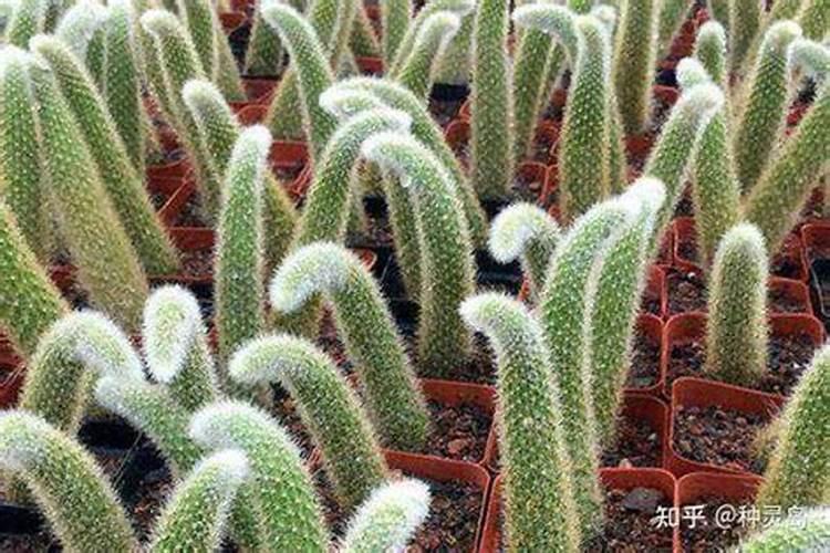 多肉九尾狐有几个品种