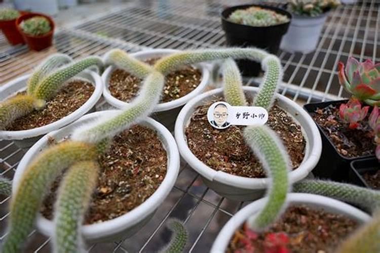 九尾狐多肉可以用复合肥施肥吗