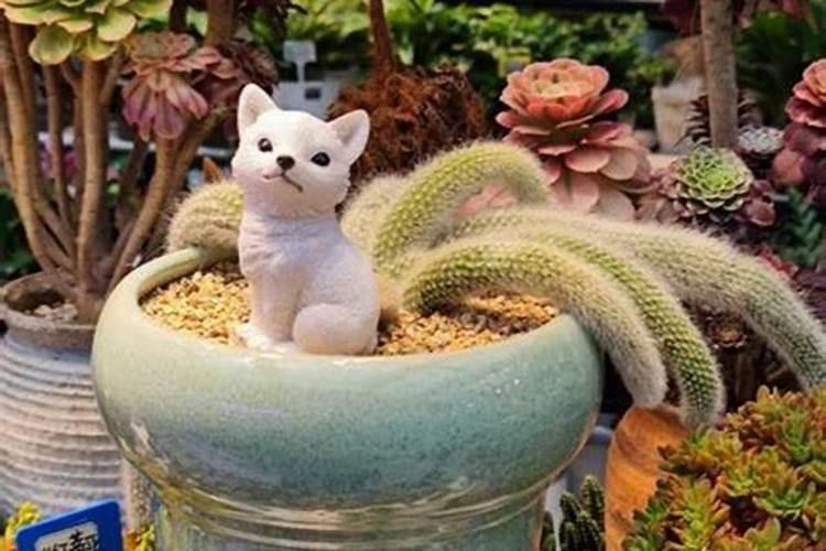 九尾狐多肉的养殖方法和注意事项)