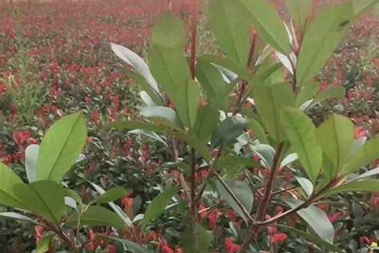 蜂蜜可以做肥料吗