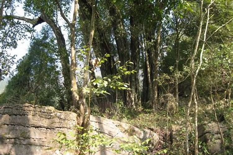 针叶类植物有哪些