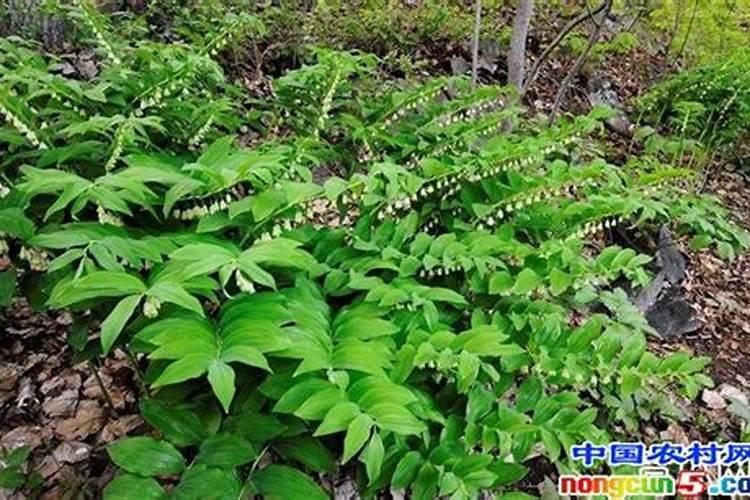 玉竹地适宜撒过磷酸钙吗