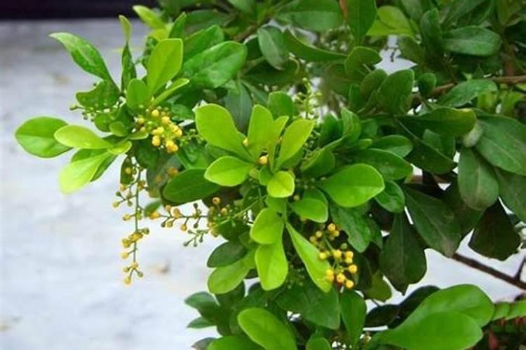 华美2号玉米种植技术