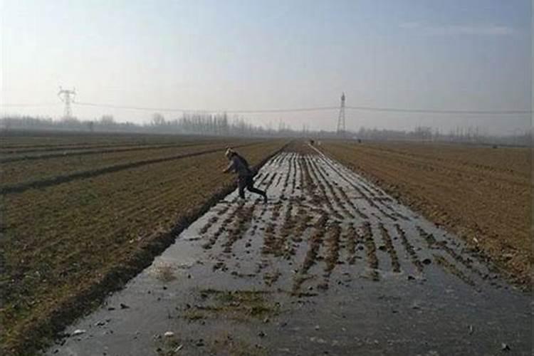 叶面肥高温天气几点打好