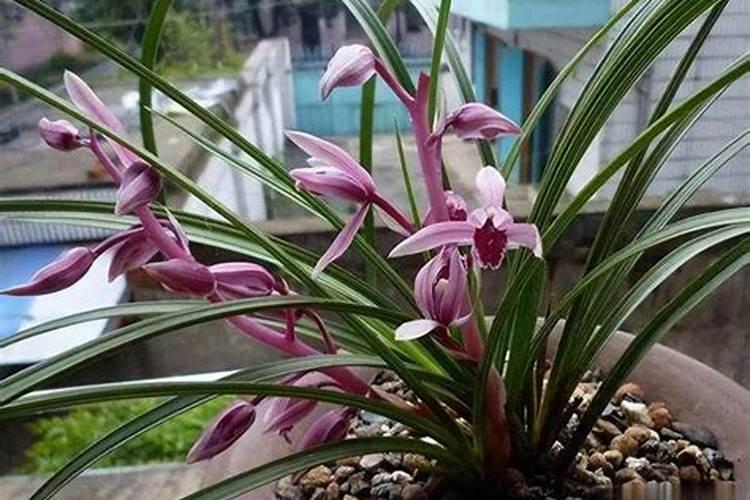 七匹狼翠碧嘉缘香烟报价多少钱 七匹狼翠碧嘉缘香烟价格表2021...