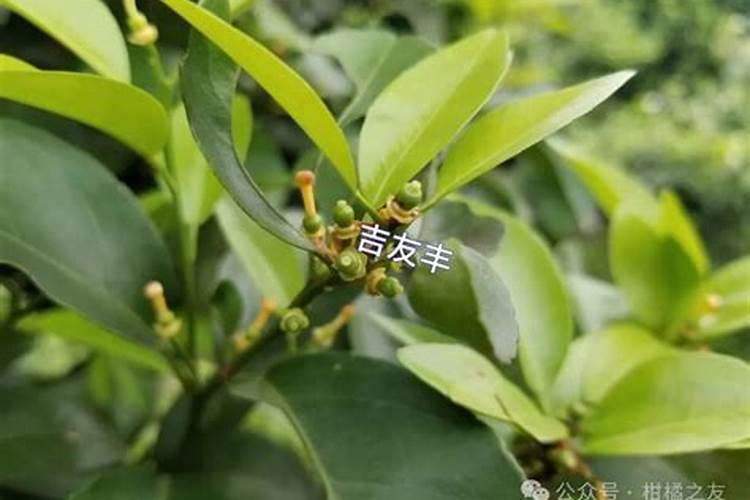 尿素能不能当叶面肥